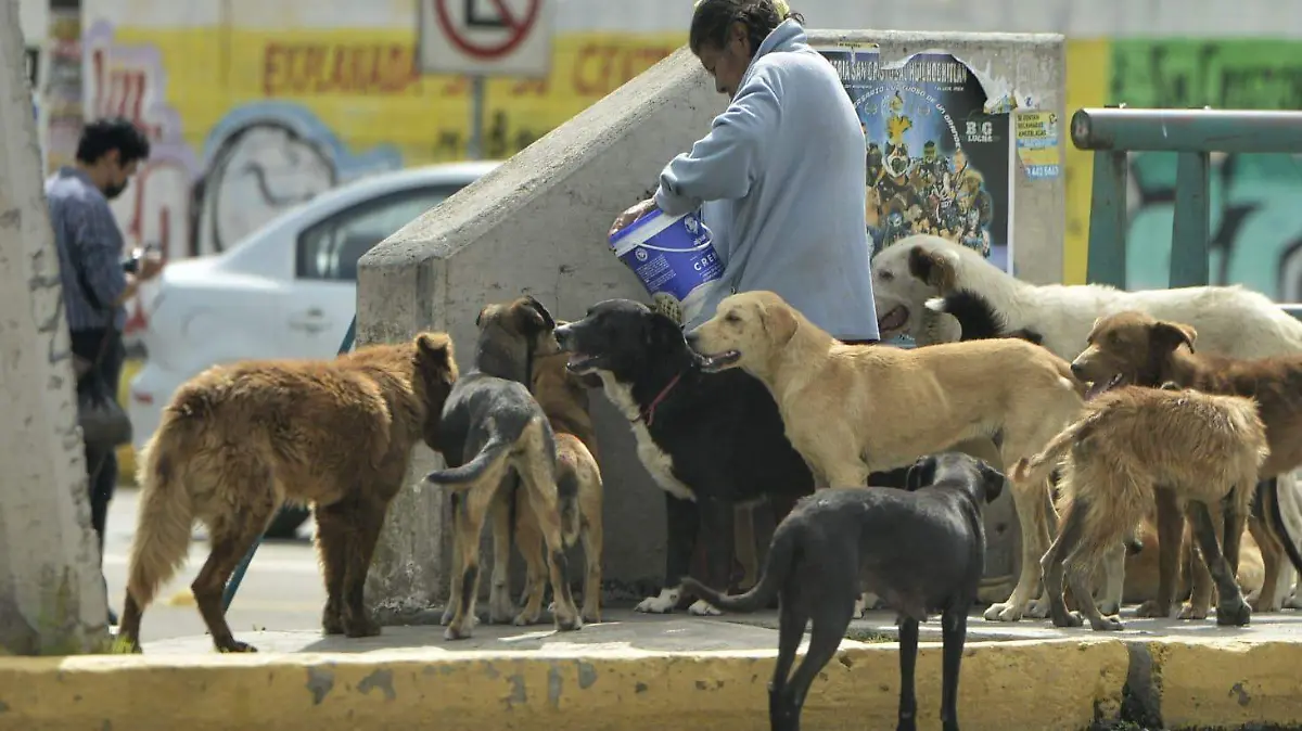 perros ferales